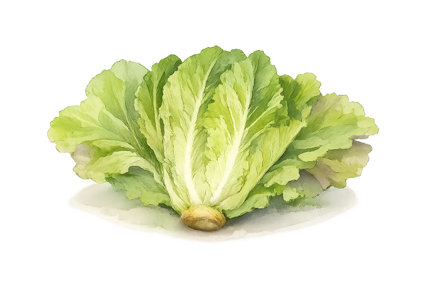 lettuce
