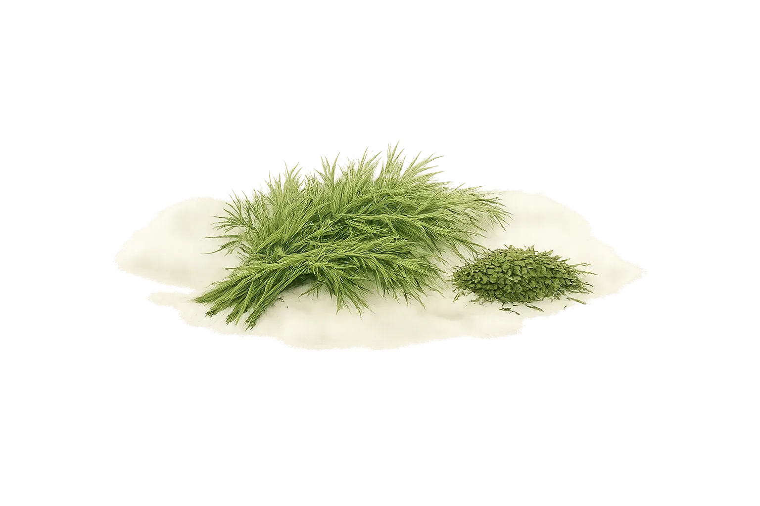 dill weed
