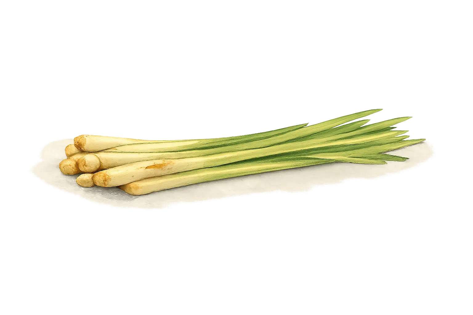 lemongrass