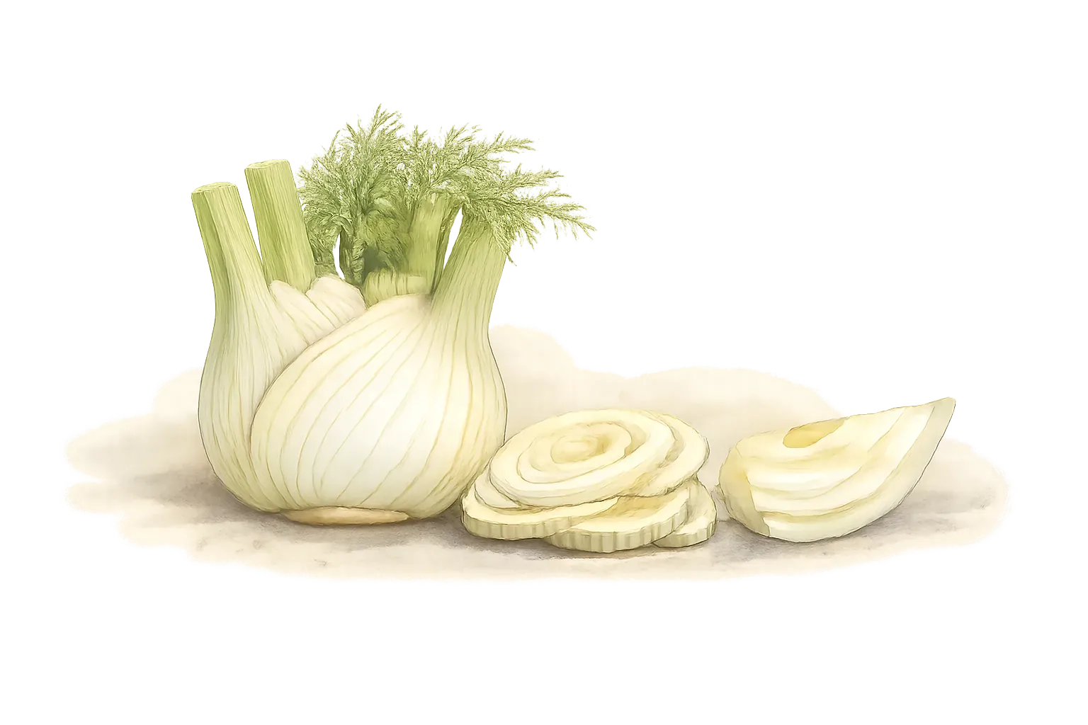 fennel